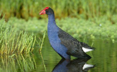 Purple Swamphen