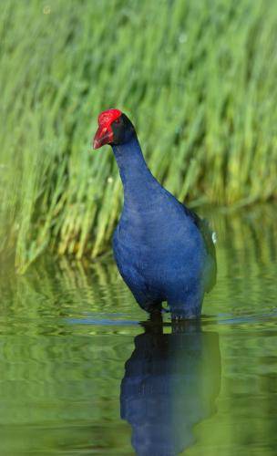 Purple Swamphen