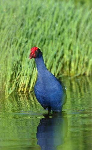 Purple Swamphen