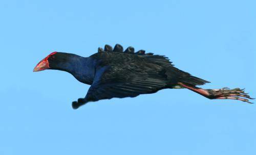 Purple Swamphen