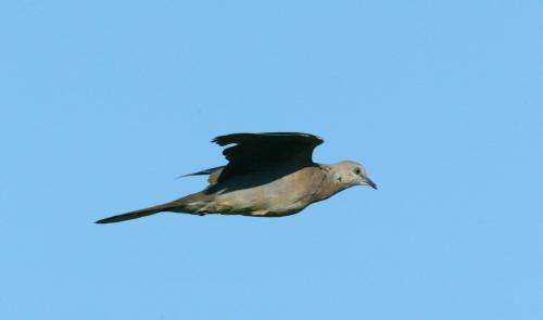 Spotted Turtle Dove