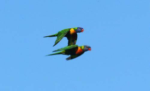 Rainbow lorikeet