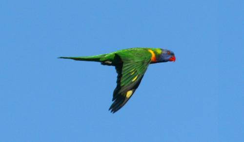 Rainbow lorikeet