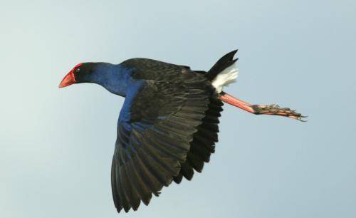 Purple Swamphen