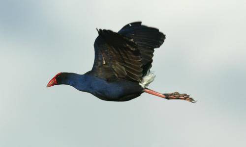 Purple Swamphen