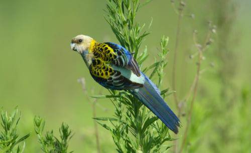 Pale-headed Rosella