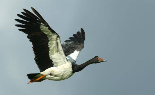 Magpie Goose