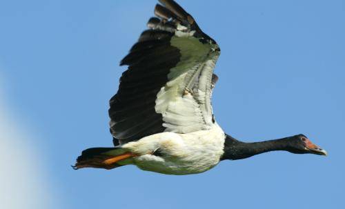 Magpie Goose