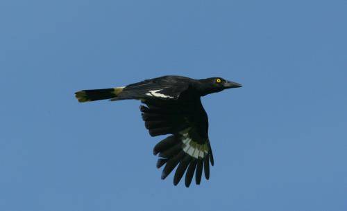 Pied Currawong