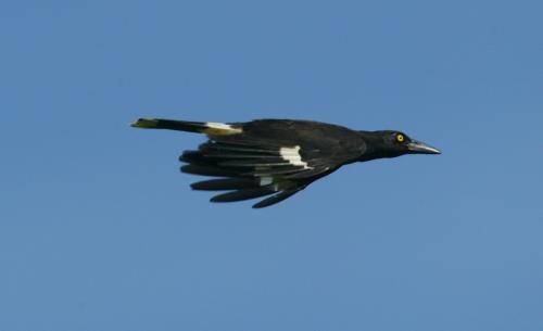 Pied Currawong