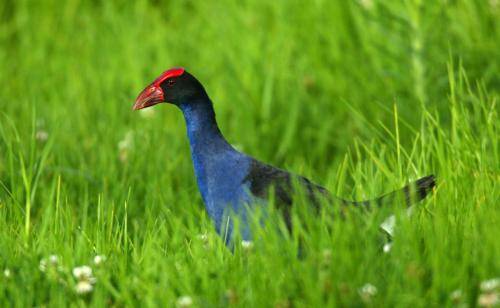 Purple Swamphen