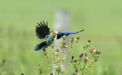 Pale-headed Rosella