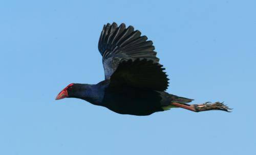 Purple Swamphen