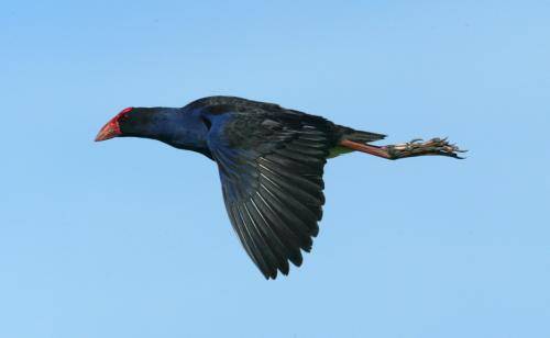 Purple Swamphen