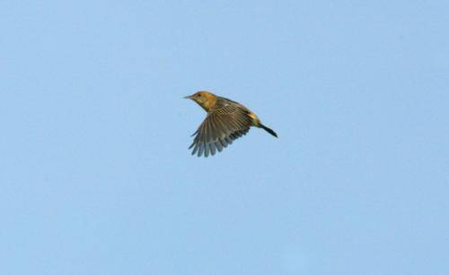 Golden Headed Cisticola