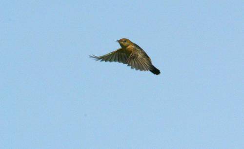 Golden Headed Cisticola