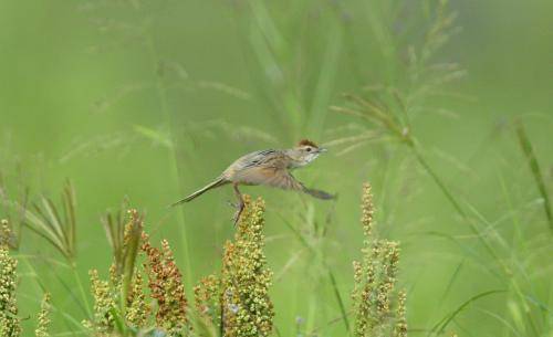 Tawny Grassbird