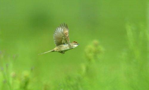 Tawny Grassbird
