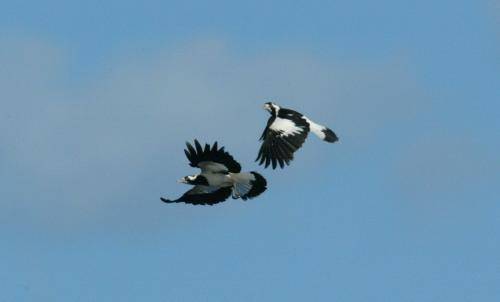 Magpie Lark