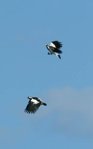 Magpie Lark