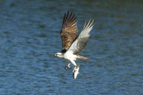 Osprey