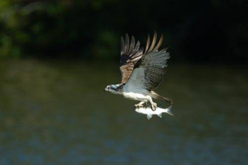 Osprey