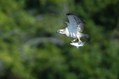 Osprey