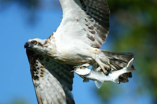 Osprey