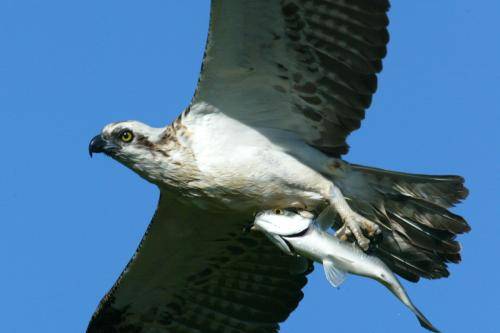 Osprey