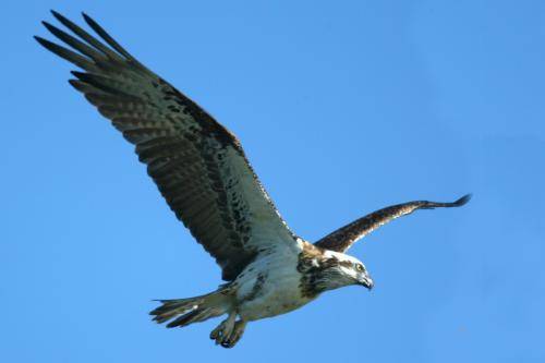 Osprey