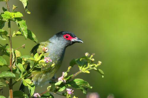 Figbird