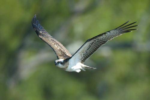 Osprey