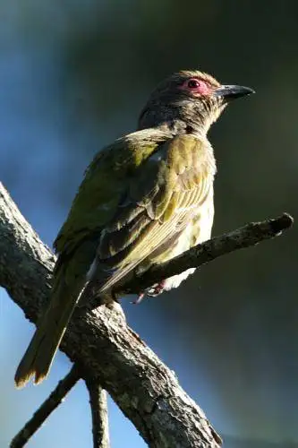 Figbird