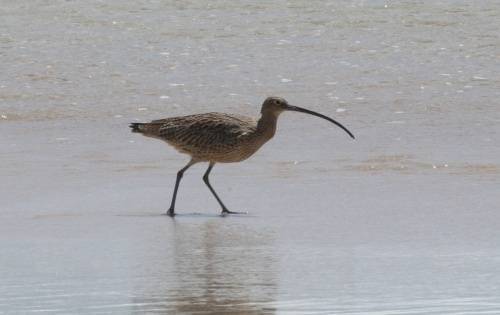 Eastern Curlew