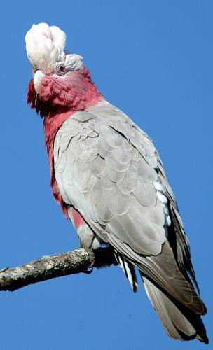 Galah