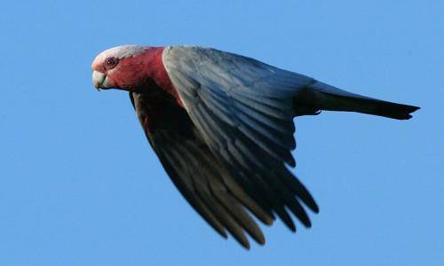 Galah
