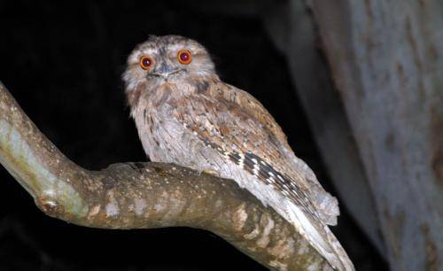 Tawny Frogmouth