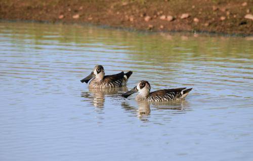 Pink-eared Duck