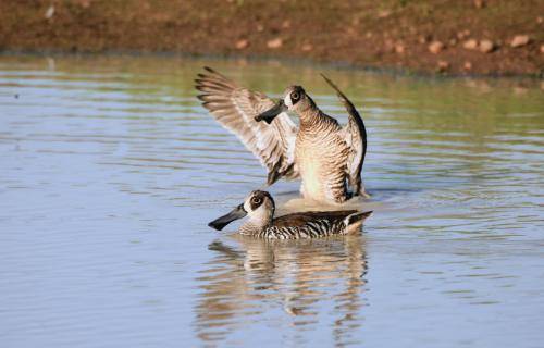 Pink-eared Duck