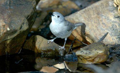 Grey Shrike-thrush