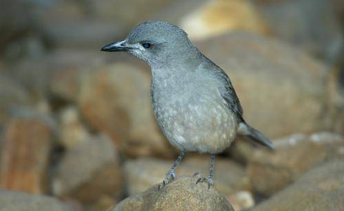 Grey Shrike-thrush