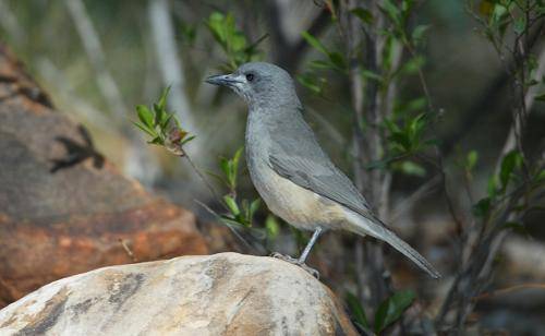 Grey Shrike-thrush