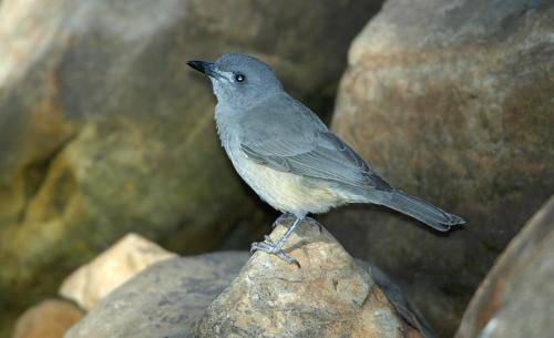 Grey Shrike-thrush