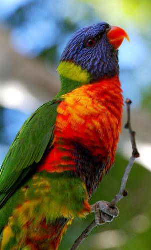 Rainbow lorikeet