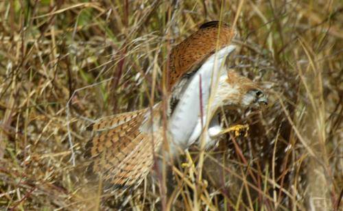 Nankeen Kestrel