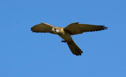 Nankeen Kestrel