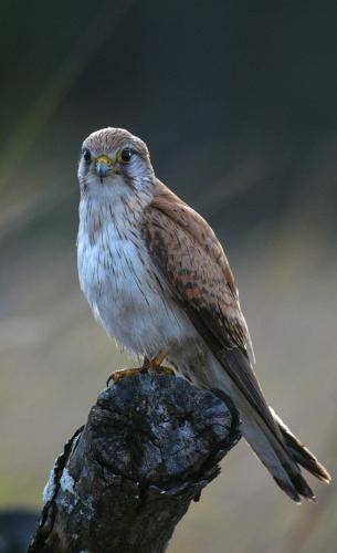 Nankeen Kestrel