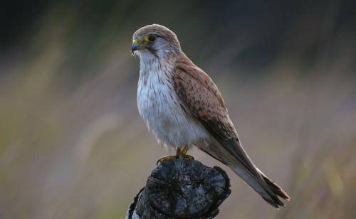 Nankeen Kestrel