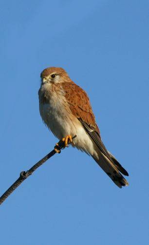 Nankeen Kestrel