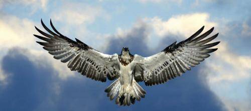 Osprey*